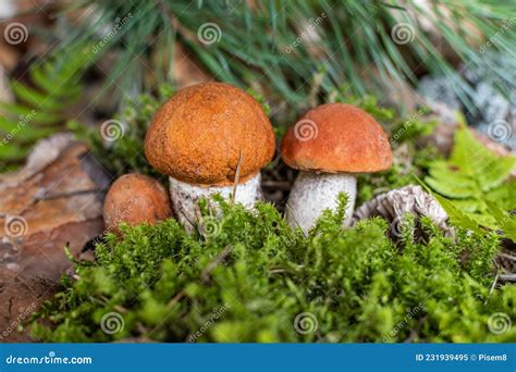 Boletus Edulis Entre A Musa Da Floresta Imagem De Stock Imagem De