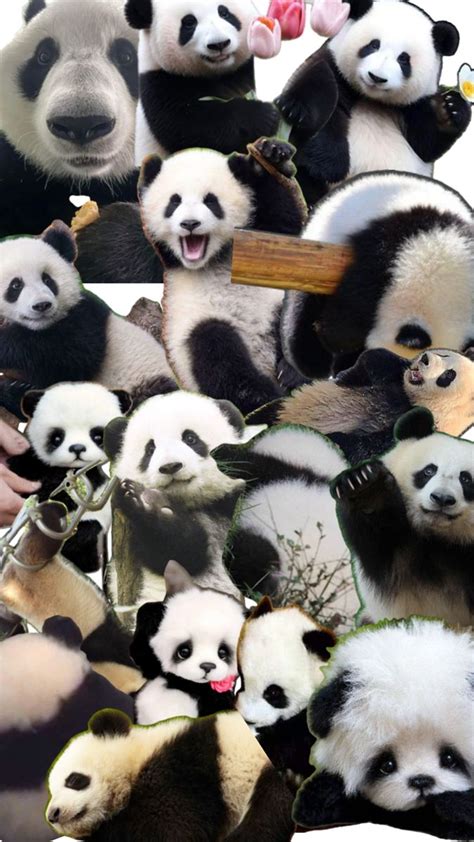 Cute and Cuddly Pandas