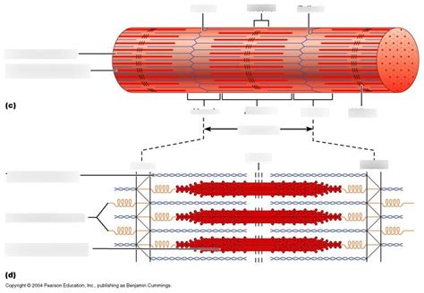 Sarcomere Diagram Quizlet