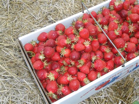 Gratis Afbeeldingen Fabriek Fruit Bes Zoet Eten Rood Produceren