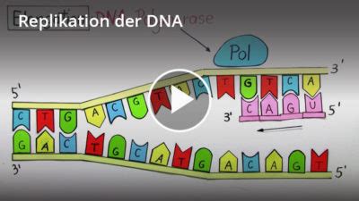 DNA Replikation Definition Zusammenfassung Easy Schule