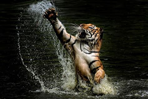 Stunning Pictures Of Tigers Thatll Mesmerize You Planet Custodian