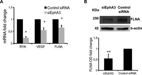 Mrna And Proteins Differentially Expressed In Siepha3 Vs Control Sirna Download Scientific