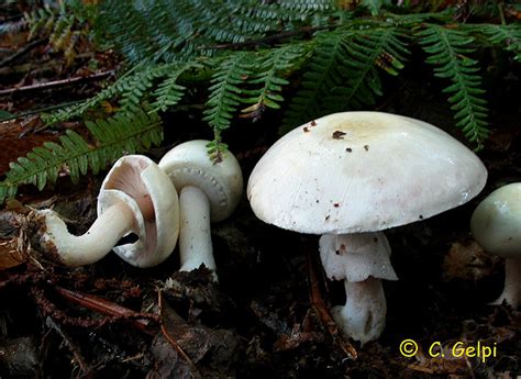 Agaricus silvicola | SOCIEDAD MICOLÓGICA EXTREMEÑA