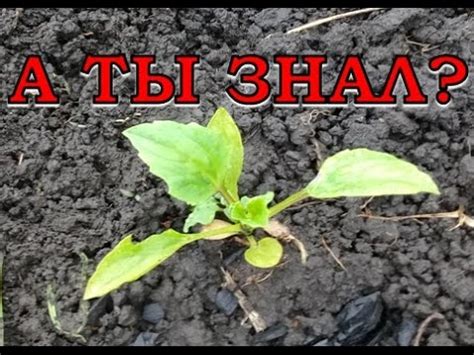АСТРЫ: хитрая разметка для ровной высадки в грунт - YouTube