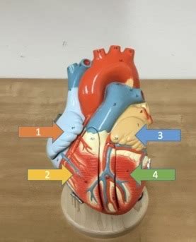 Heart Flashcards | Quizlet 