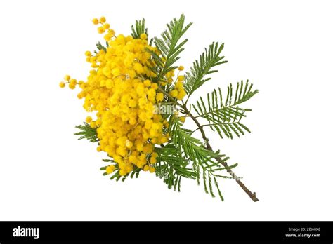 Mimosa Spring Flowers Isolated On White Acacia Yellow Fluffy Balls And