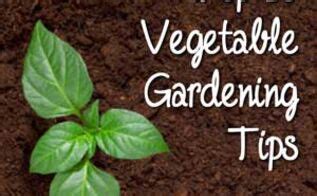 Farm Vegetable Garden | Hometalk