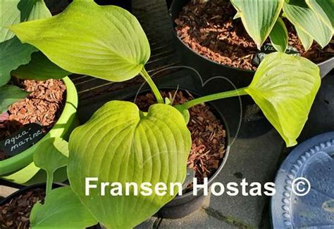 Hosta Banana Kid Fransen Hostas
