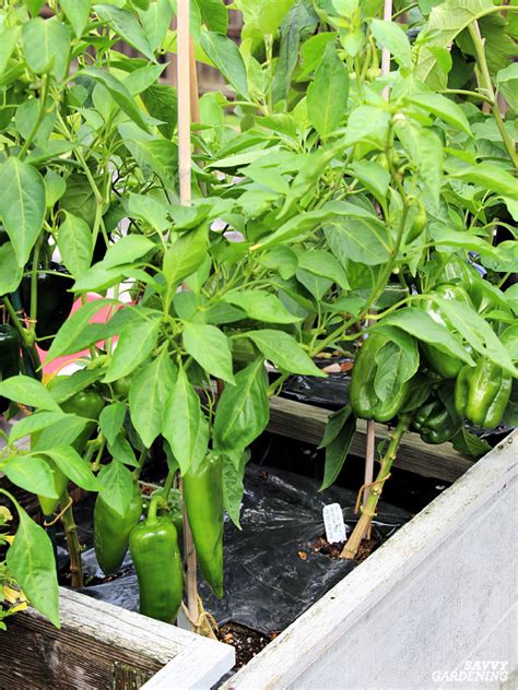 Pepper Plant Spacing: How Far Apart to Plant Peppers in the Garden