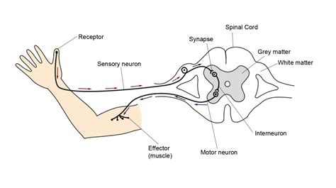 Reflex Arc Diagram No Labels
