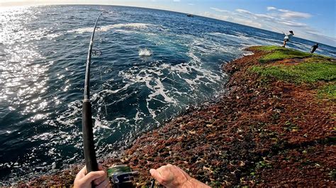 A Morning Of Topwater Lure Fishing For Sydney Kingfish Land Based K