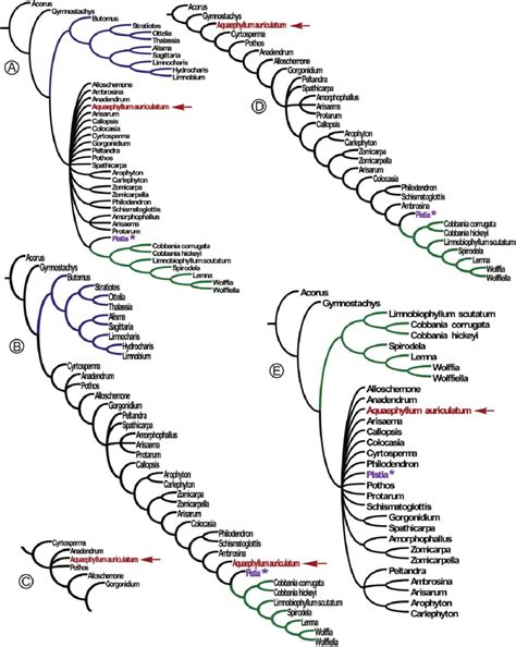 Phylogenetic Trees Showing Relationships Among Cobbania Spp Download Scientific Diagram