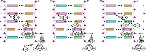 Structural Basis Of DNA Recognition By P53 Tetramers Molecular Cell