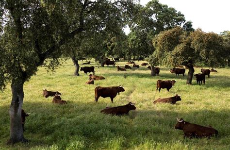 Se aprueba el programa de cría de la raza bovina retinta y el programa