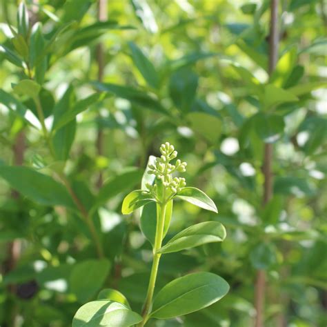Ovalblättriger Liguster - Ligustrum ovalifolium | Zulauf Gartencenter