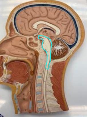 Brainstem On Human Sagittal Head Model Flashcards Quizlet