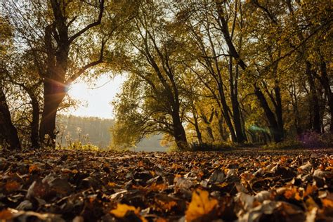 Imagen Gratis Sol Hojas Amarillas Luz Rayos De Sol Naturaleza Bosque Paisaje árbol