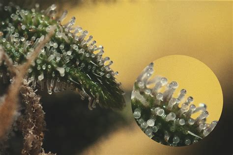 Getting The Most Out Of Cannabis Trichomes Rqs Blog