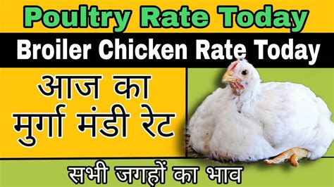 Broiler Chicken Rate Today Murga Mandi Rate Broiler Chicken Rate