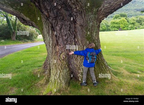 Wide Tree Trunk High Resolution Stock Photography And Images Alamy