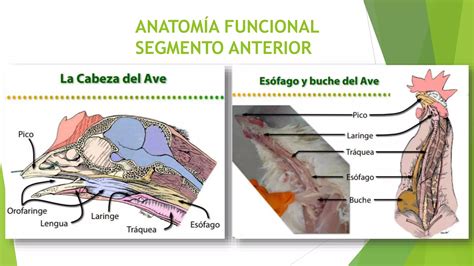 Sistema Digestivo De Las Aves Por Diana Reascos PPT