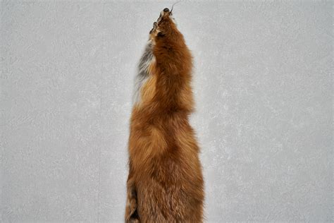 Siberian Red Fox Tanned Fur Pelt Skin Hide For Sale Real Decor