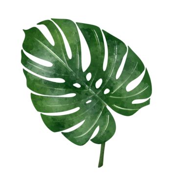 Monstera Leaf Vector, Sticker Clipart Illustration Of A Monstera Leaf ...