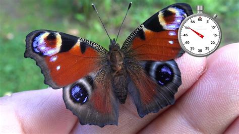 Butterfly Life Cycle In One Minute Peacock Butterfly Aglais Io YouTube