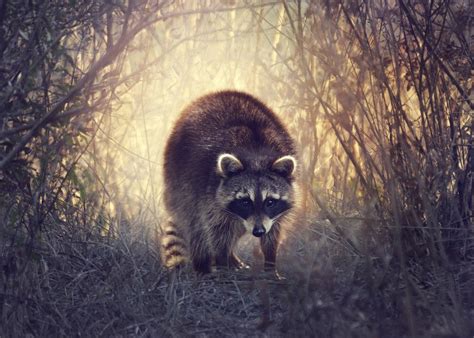 Raccoon, animal, wildlife wallpaper | Портреты домашних животных ...