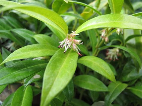 Sarcococca hookeriana var. humilis 'Sarsid1' (Fragrant Valley) - Kiefer