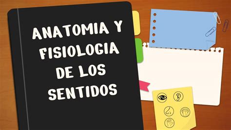 Anatomía y Fisiología de los Sentidos camila uDocz