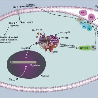 Localization Of Estrogen Receptor Er At The Plasma Membrane The Er