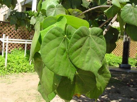 Plantfiles Pictures Talipariti Species Beach Hibiscus Cottontree