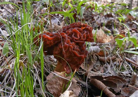 Weird and Wonderful Wild Mushrooms: Gyromitra esculenta and Gyromitra gigas: Two False Morels