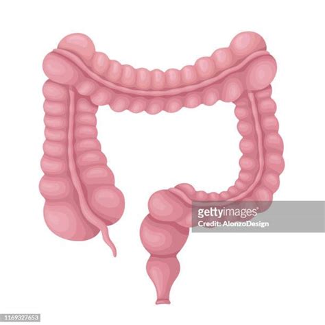 Large Bowel Anatomy Stock Fotos Und Bilder Getty Images