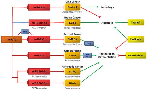 Frontiers Chemoresistance Mediated By Cerna Networks Associated With