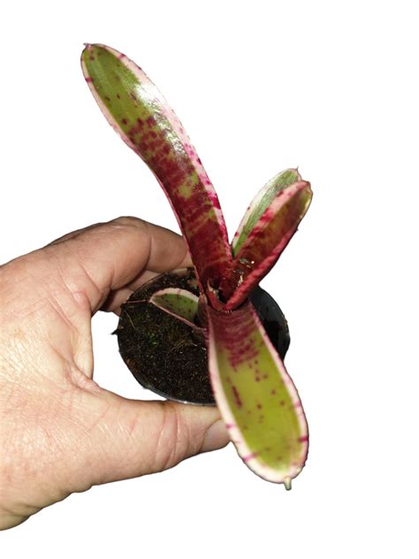 BB Neoregelia Mojo Les Jardins Voyageurs Vente Plantes Rares Exotiques