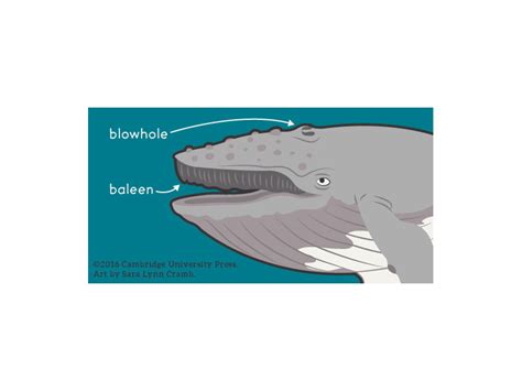 Humpback Whale Head Diagram By Sara Lynn Cramb On Dribbble