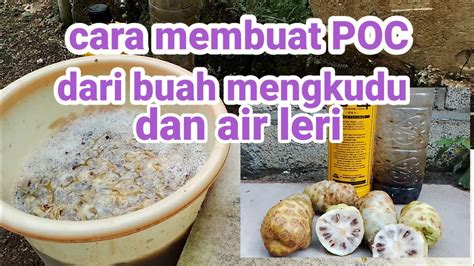 Cara Membuat Poc Dari Buah Mengkudu Dengan Air Leri Youtube