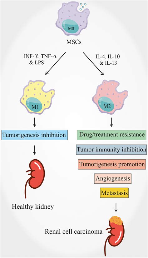 Macrophage Polarization And Its Effects On Renal Cell Carcinoma Mscs