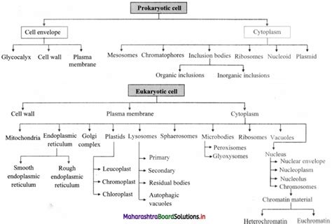 Maharashtra Board Class 11 Biology Important Questions Chapter 5 Cell