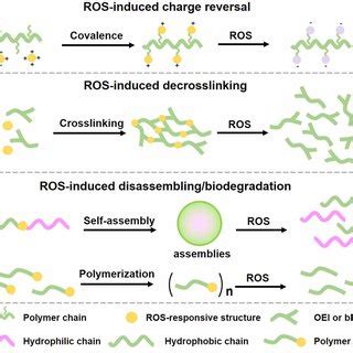 Construction Of ROS Responsive SiRNA Delivery System Based On