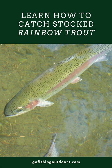 Learn How To Catch Stocked Rainbow Trout Rainbow Trout Fishing Trout