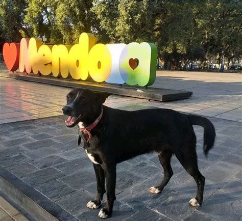 Día Del Perro Callejero El Trabajo De Perros De La Plaza Independencia