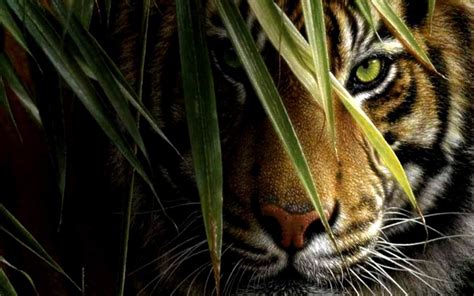 Wallpaper Hd Tiger Eyes Hd Pictures 4 Hd Wallpapers - Animated Tiger ...