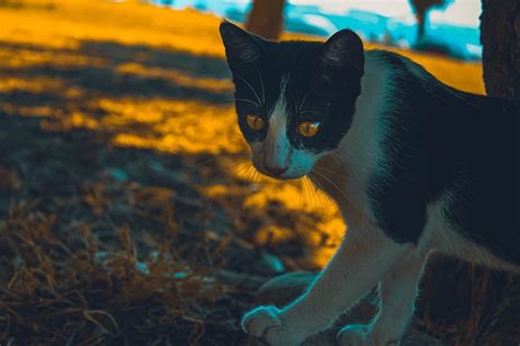 Katt Kattdjur Djur Gratis foto på Pixabay Pixabay