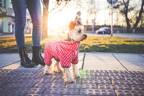 Cómo lograr entrenar a tu perro al igual que un experto