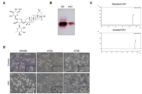 Ha1 Induces Cellular Vacuolization A Chemical Structure Of Ha1 The