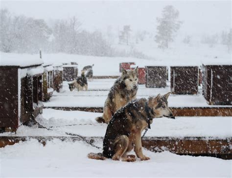 Alaskan Husky Sled dogs stock image. Image of winter - 90804687